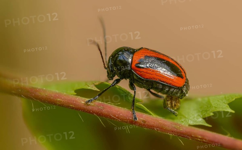 Cryptocephalus bipunctatus, drop beetle, two-spotted pot beetle, two-spotted drop beetle, beetle, coleoptera, insects, beetles