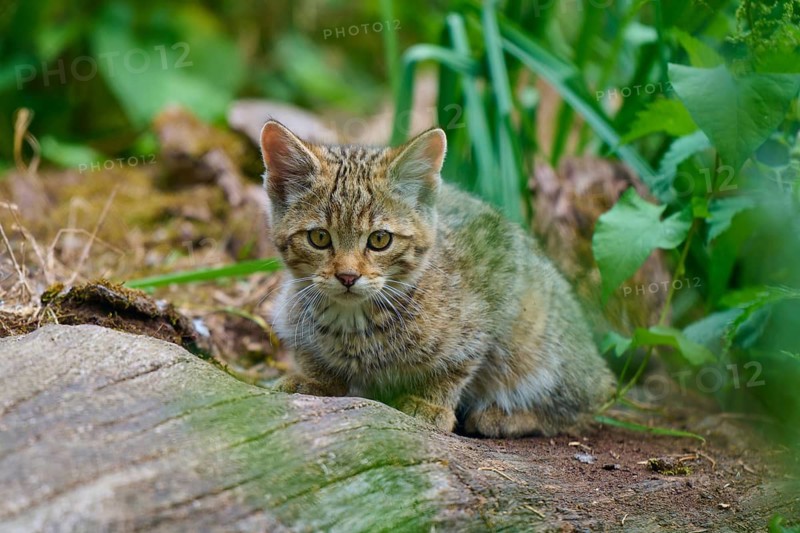 A peaceful kitten rests on the forest floor, surrounded by plants, a young European wildcat (Felis silvestris), Hesse, Germany