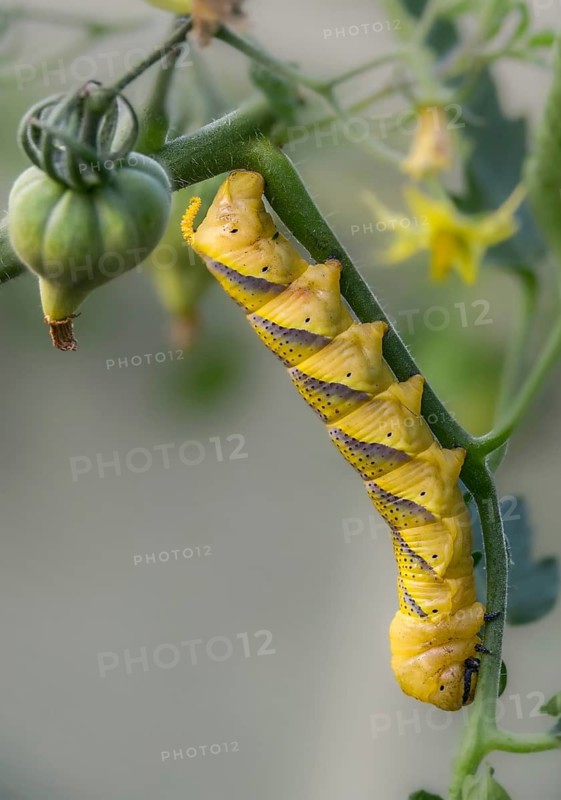 Acherontia atropos, death's-head hawkmoth, greater death's head hawkmoth, sphingidae, skull owl, high size, portrait format, inchworm, insects, moths, moths, moths, moths, caterpillar, butterflies, swarmers