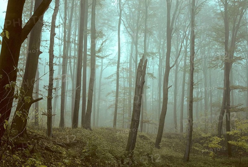Germany, Greiz, Greiz-Werdauer-Wald, Thuringia, Atmosphere, Autumn, Beech Forest, Haze, Autumn, Landscape, Deciduous Forest, Fog, Atmosphere, Vogtland, Forest, Wood