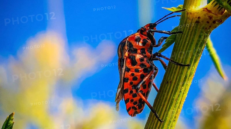 A close-up photograph of a red-and-black striped bug (Graphosoma italicum) on a plant stem against a blue sky, in vivid colours, Frankenwald nature park Park, Upper Franconia