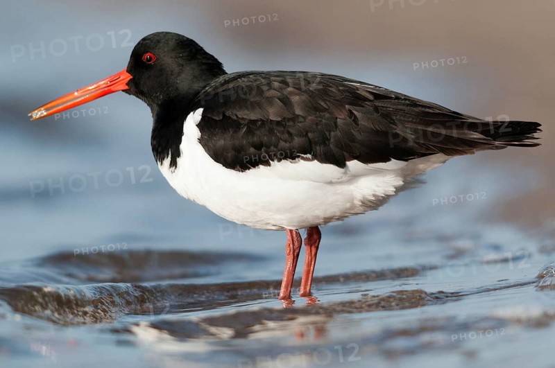 Oystercatchers, Haematopus ostralegus, oystercatchers, birds, charadriiformes, limikolen, snipe birds, scolopacidae, birds, waders, waders