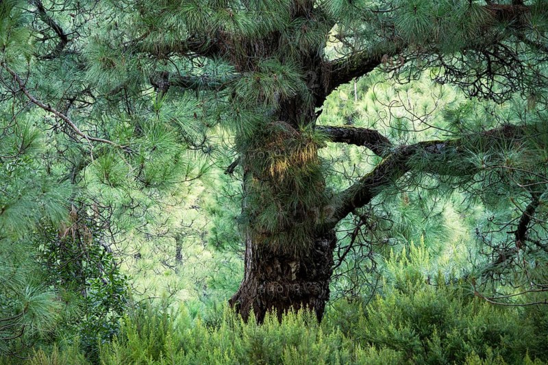Canary Island pine (Pinus canariensis) and pine forest. La Palma, Canary Islands, Spain