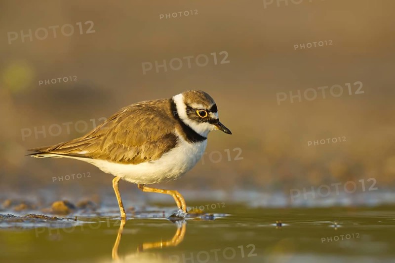 Little Ringed Plover (Charadrius dubius) foraging, North Rhine-Westphalia, Germany