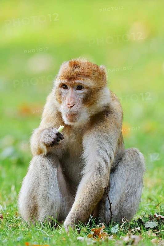 A Barbary macaque or magot (Macaca sylvanus) is sitting in a meadow eating, found in Morocco, Algeria and Gibraltar