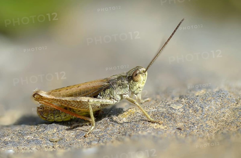 Acrididae, Caelifera, Chorthippus apricarius, field grasshoppers, field locusts, gomphocerinae, short-feeler scare, locomotive grasshoppers, upland field grasshoppers, grasshoppers, grasshoppers, insects