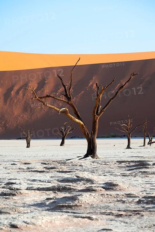 Dead trees in front of red sand dunes, atmospheric white salt pan Dead Vlei, Sossusvlei, Namib, Namib Desert, Namibia