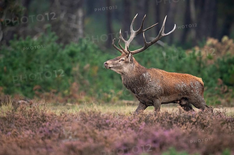 Red deer (Cervus elaphus), rut, Hoenderloo, Gelderland, Netherlands