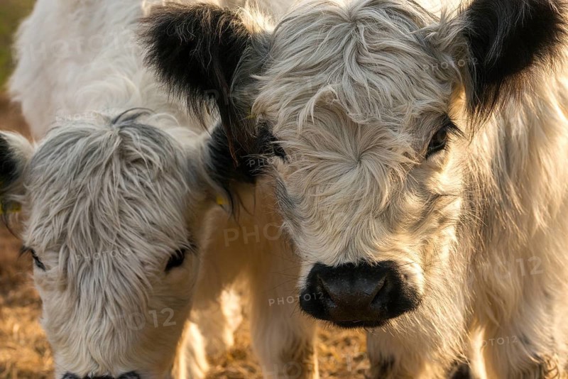 Artiodactyla, Bos Taurus sspec.4, cattle, even-toed ungulate, galloway cattle, galloway cattle, cloven-hoofed, domesticated animals, extensive grazing, pet, heather care, mammals, cattle, mammals