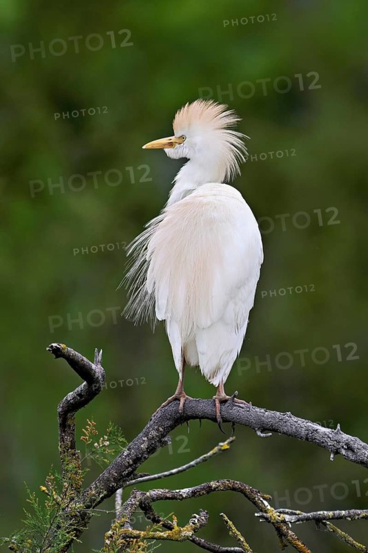 Cattle egret (Bubulcus ibis), perched on a branch, Camargue, southern France, France