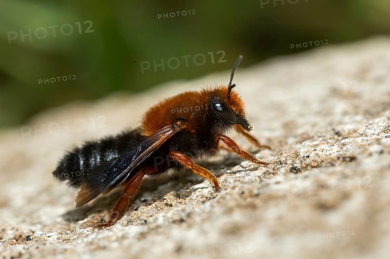 Apidae, bees, chalicodoma sicula, granelli, hymenoptera, Italy, megachile sicula, mortar bee, Pantani Cuba and longarini, red-brown Mediterranean mortar bee, Sicilian mortar bee, tawny mining bee, migratory bird sanctuary Pantani Cuba & Longarini, insects, insects, Italy, Sicily, foundation per biodiversity