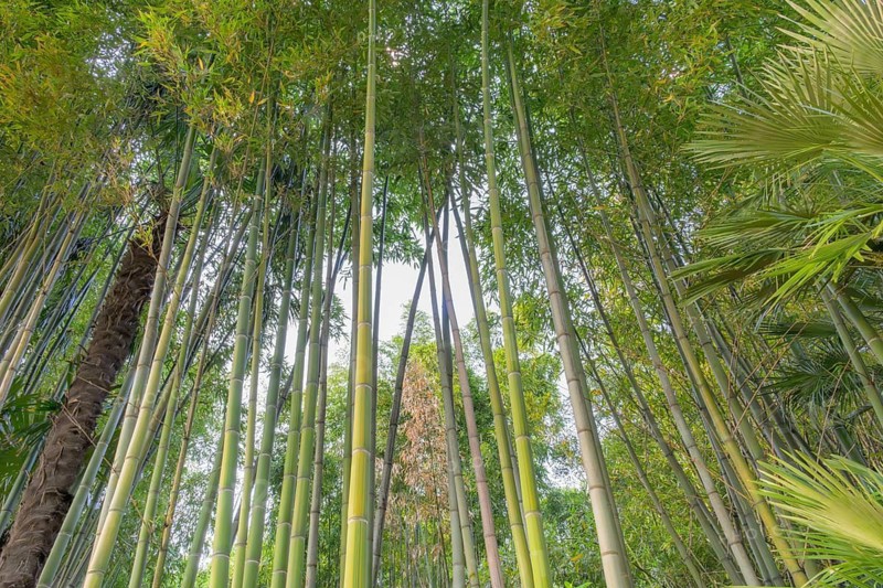Looking up at the Bamboo Forest at Opatija's central garden, Angiolina Park. Opatija, Istria, Croatia