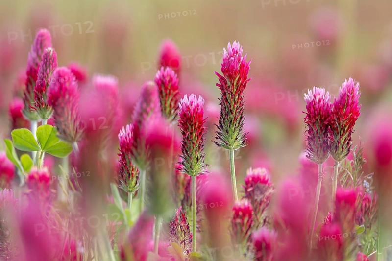 Crimson clover, Italian clover (Trifolium incarnatum) annual plant native to Atlantic and southern Europe, used as forage crop for cattle