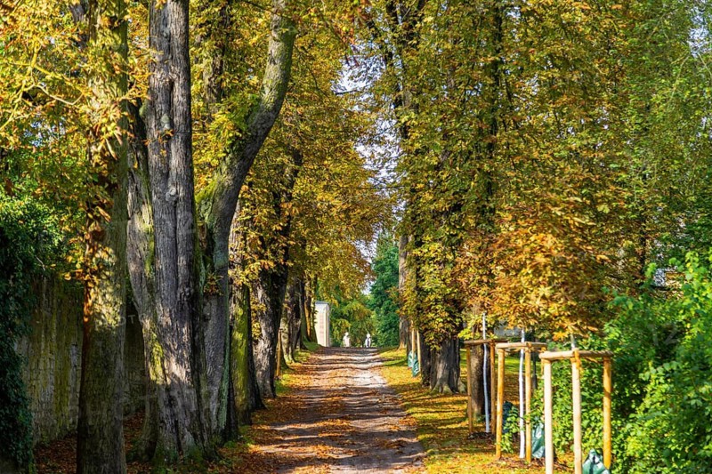 Kastanienallee im Park Belvedere, Weimar, Thuringia, Germany