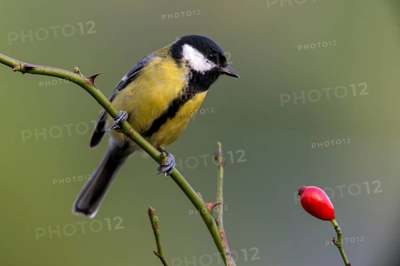 Great tit, great tit, parus major, birds, tits, passeri, songbirds, songbirds, tits, birds