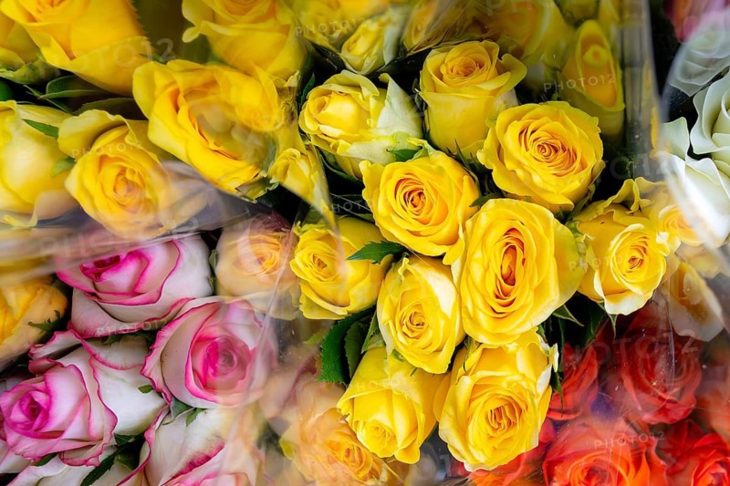 Roses, Bangkok, Thailand
