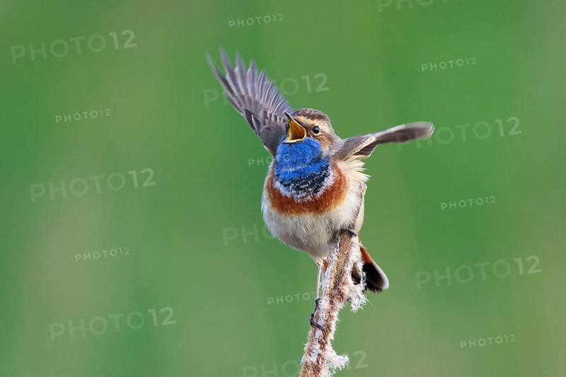 Bluethroat (Luscinia svecica cyanecula) male singing from cattail, Netherlands