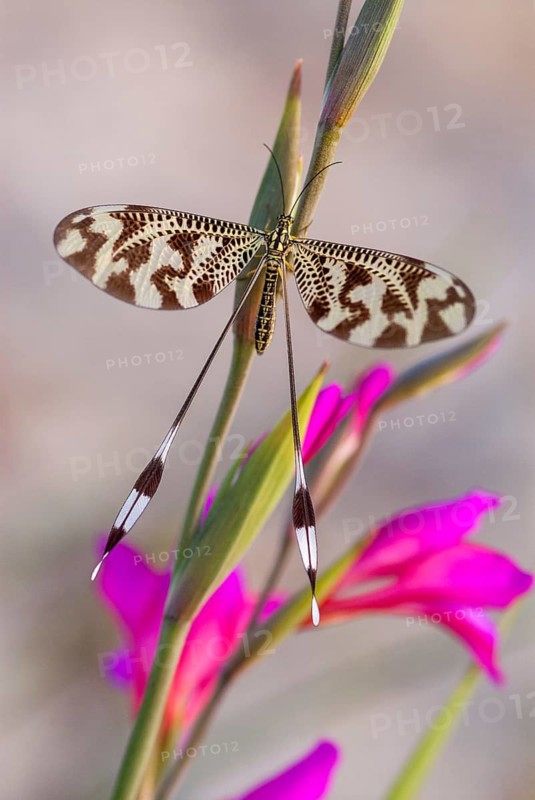 Below thread lacewing, threadlike, Nemoptera bipennis, southwestern European threadlike, Extremadura, high size, portrait format, insects, web-winged, Spain