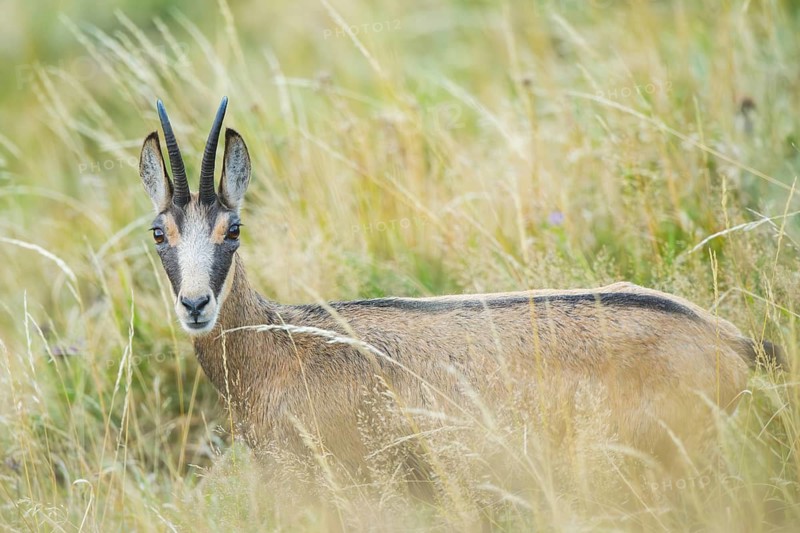 Chamois (Rupicapra rupicapra) on a meadow in the Vosges Mountains, wildlife, France