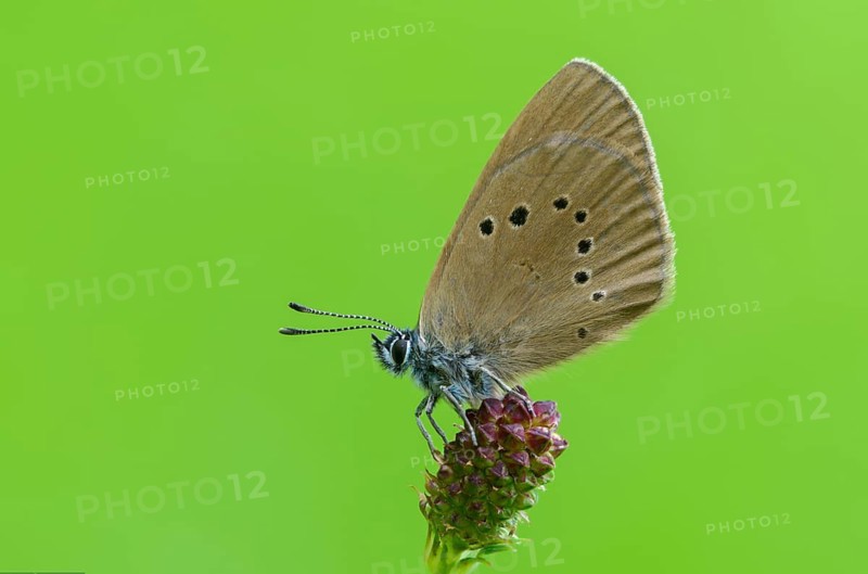 Ant blue, dark meadowbutton ant blue, dusky large blue, glaucopsyche nausithous, maculinea nausithous, phengaris nausithous, black blue meadowbutton ant blue, meadow button ant blue, butterfly, insects, butterfly, butterflies, insects, butterflies, butterflies, butterflies