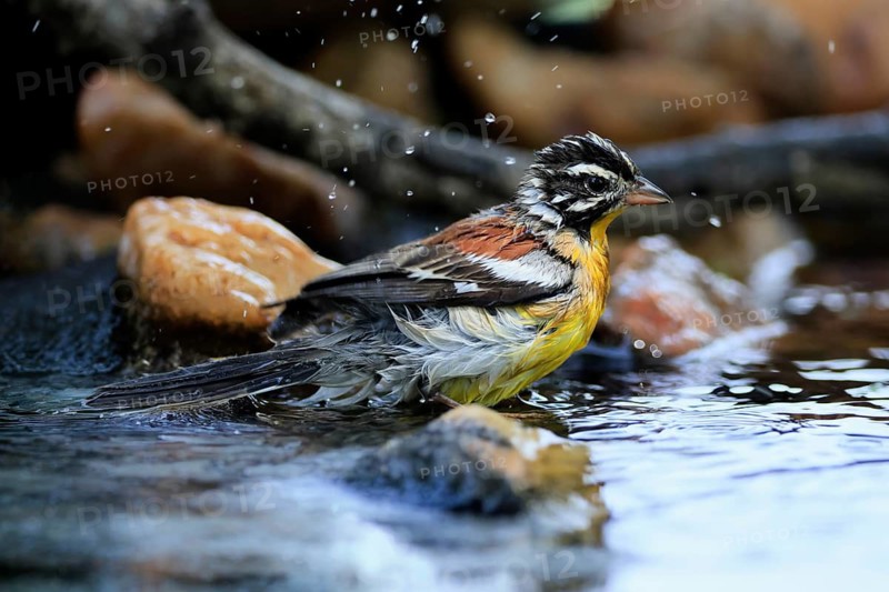 Yellow-bellied Bunting (Emberiza flaviventris), adult male, by the water, bathing, Kruger National Park, South Africa