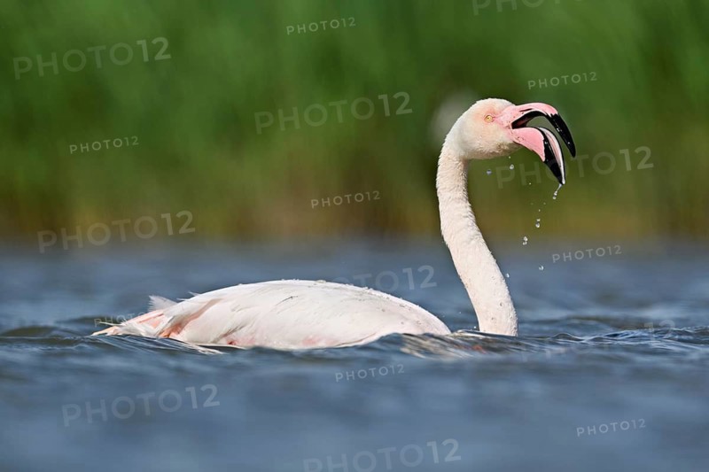A greater flamingo (Phoenicopterus roseus) swimming in a pond, Camargue Regional Nature Park, southern France