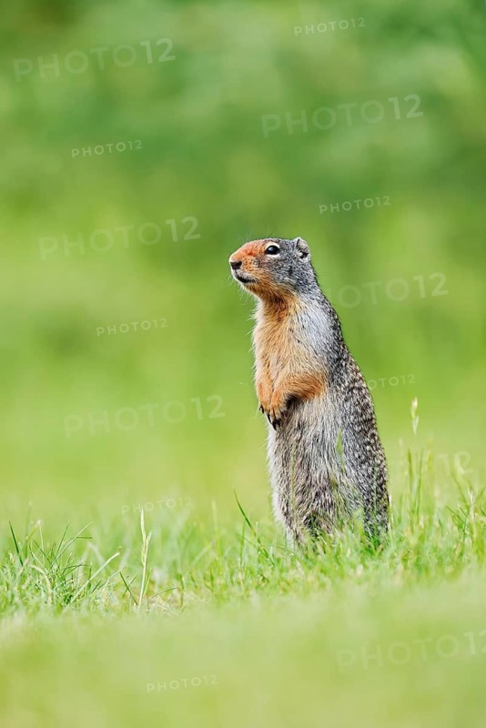 A Columbia ground squirrel (Urocitellus columbianus, Spermophilus columbianus) stands upright in a meadow, Waterton Lakes National Park, Alberta, Canada