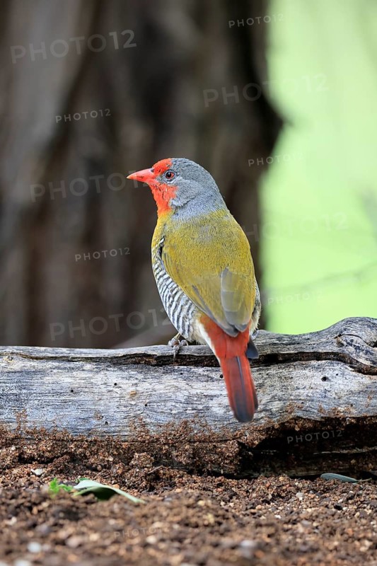 Colourful Astrild (Pytilia melba), adult male, alert, perched on a tree trunk, Kruger National Park, South Africa