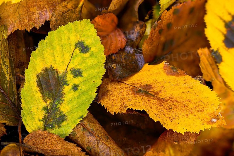 Autumn colors, autumn, autumn leaves