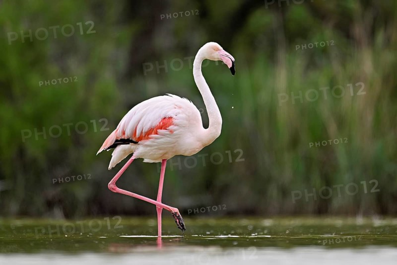 A greater flamingo (Phoenicopterus roseus), standing in the water, Camargue Regional Nature Park, southern France