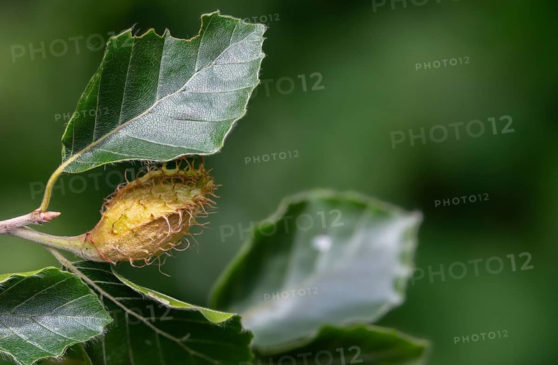 Beech plants, Fagaceae, Fagus sylvatica, European beech, tree, beech, beech, trees, common beech, European beech, flora, plants, tree