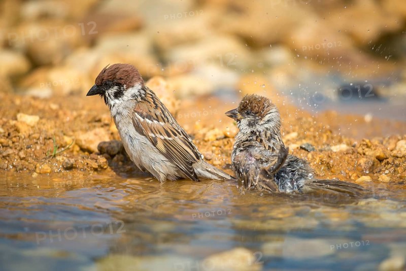 Tree Sparrow, Passer Montanus, Sparrow, Tree Sparrow, Bath, Bird Bath, Birds, Passeri, Songbirds, Sparrow, Sparrow, Sparrow, Sparrow, Watering Place
