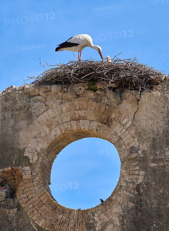 White storks, ciconia ciconia, nesting in a storks colony in Andalusia near Jerez de la Frontera, Spain