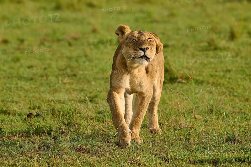 A lioness with her eyes closed, looking pensive, lion (Panthera leo), Masai Mara National Reserve, Narok County, Kenya
