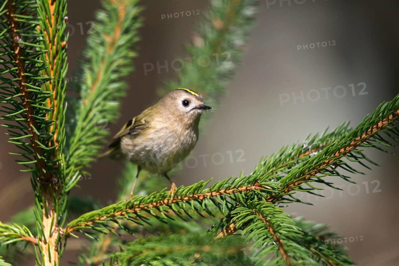 Goldcrest, golden chicken, Regulus regulus, winter golden chicken, birds, passeri, songbirds, birds