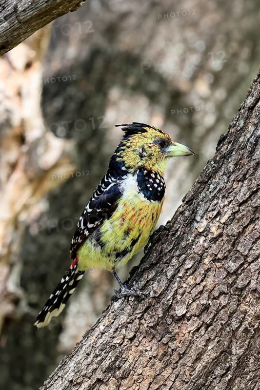 Crested Bart's Bird (Trachyphonus vaillantii), Black-backed Bart's Bird, adult, perched, tree, alert, Kruger National Park, South Africa