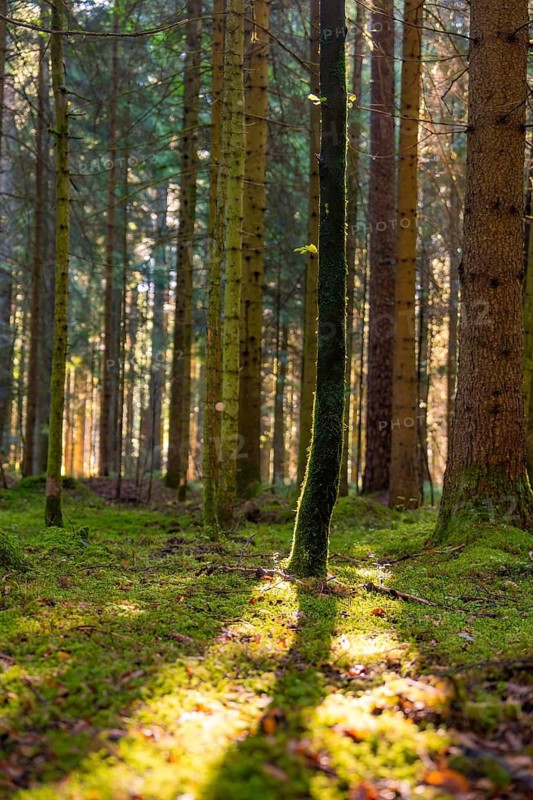 Camera angle showing trees and light play in the forest, Besenfeld, Black Forest, Germany