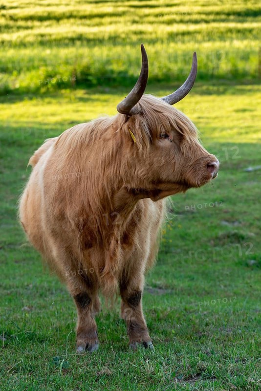 Artiodactyla, Bos Primigenius f. taurus, cattle, even-toed ungulate, highland cattle, kyloe, cloven-hoofed, cattle grazing, Scottish highland cattle, grazing, domesticated animals, extensive grazing, pet, high size, portrait, highland cattle, mammals, cattle, mammals, pasture