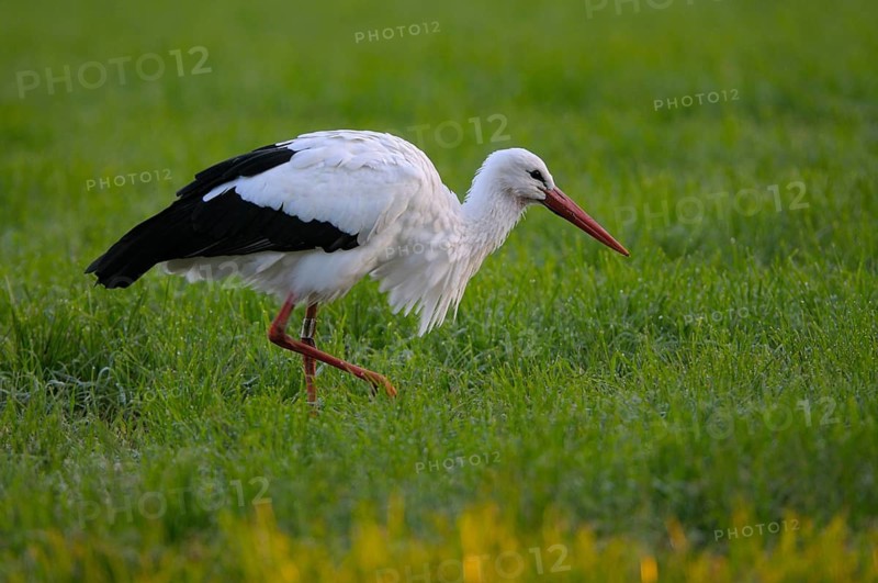 Weissstorch (Ciconia ciconia), White Stork, Altvogel bei der Nahrungssuche, Oktober, NSG Dingdener Heide, Nordrhein-Westfalen, Deutschland
