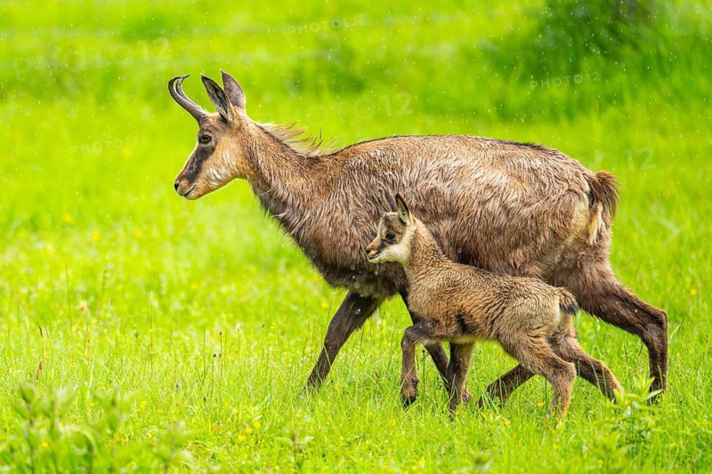 Chamois (Rupicapra rupicapra) Mother (doe) with her youngster (fawn) on a meadow, Austria
