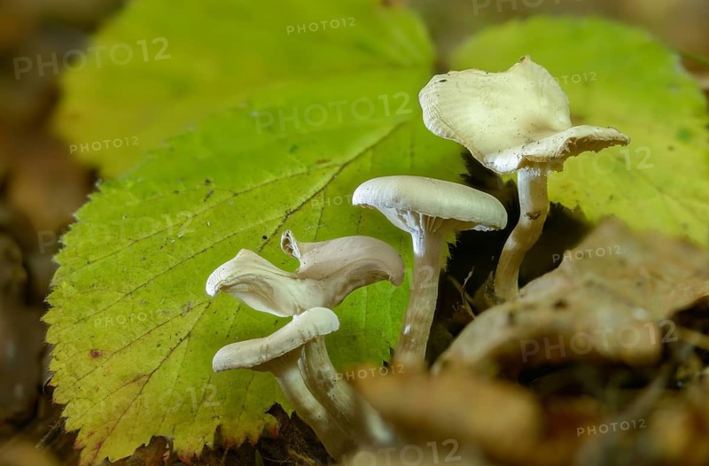 Bitter funnel, chicken run funnel, clitocybe fritilliformis, clitocybe gallinacea, clitocybe phaeophthalma, rancid funnel, singerocybe phaeophthalma, funnel, fungi, fungus, mushrooms