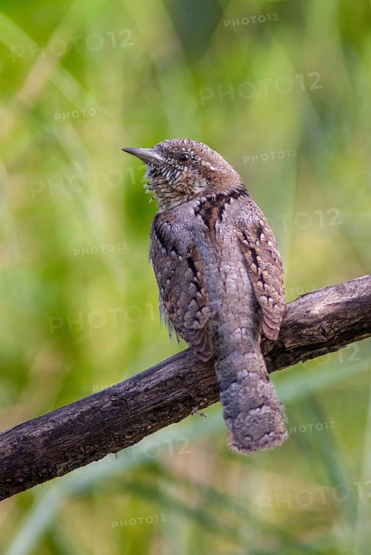 Jynx Torquilla, Wryneck, Birds, Bulgaria, high size, portrait format, male, piciforms, call, woodpeckers, birds, woodpecker