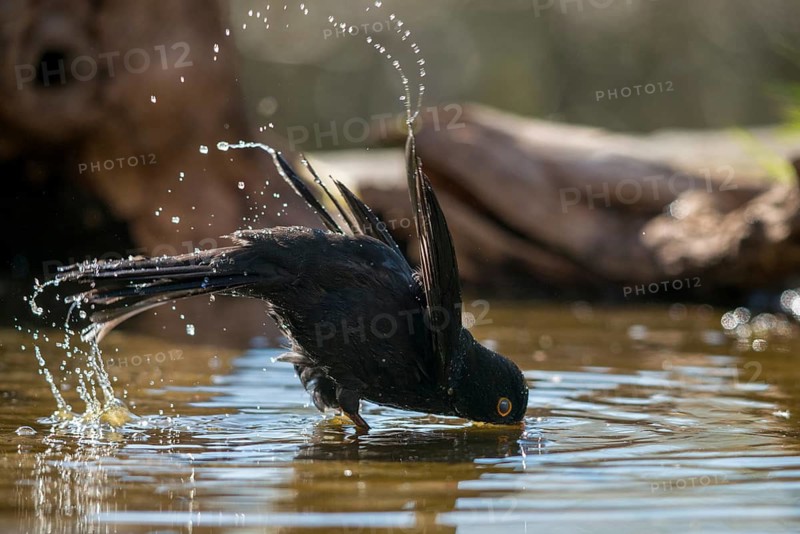 Blackbird, Turdus Merula, Bath, Bird Bath, Birds, Passeri, Songbirds, Songbirds, Potion, Birdbath, Birds, Watering Place