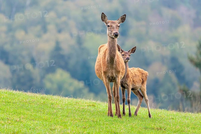 A female red deer (Cervus elaphus) and her calf are standing in a meadow in hilly terrain. A forest with autumn leaves can be seen in the background. Wisps of mist drift over the forest, Bavaria, Germany