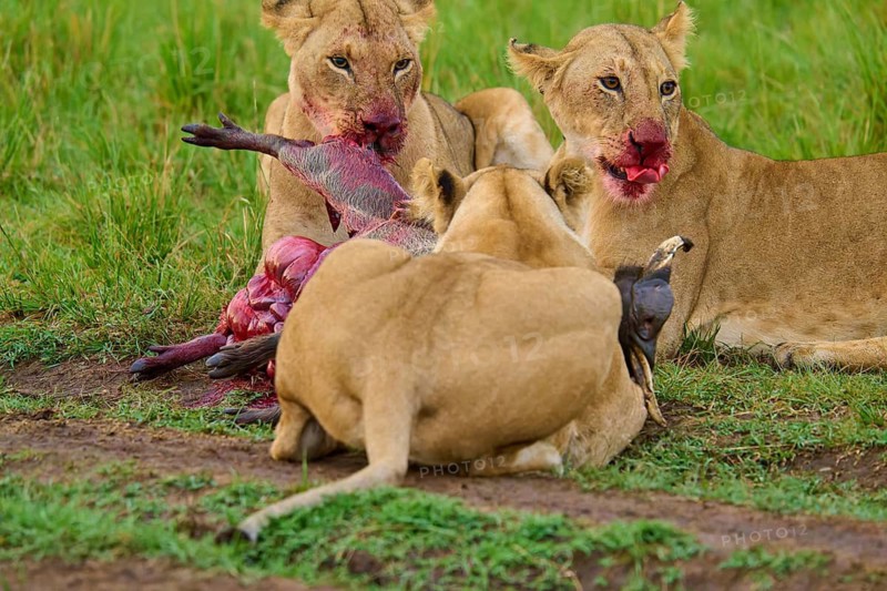 A pride of lions with blood-stained muzzles feeding on their kill in the savannah: warthog (Phacochoerus africanus), lion (Panthera leo), Masai Mara National Reserve, Narok County, Kenya