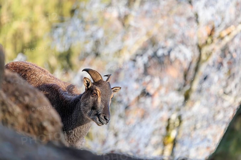 A female Himalayan tahr (Hemitragus jemlahicus) stands on a cold day on a rock at the edge of a hoar-frosted forest. Himalayan Region from Kashmir to Western Bhutan
