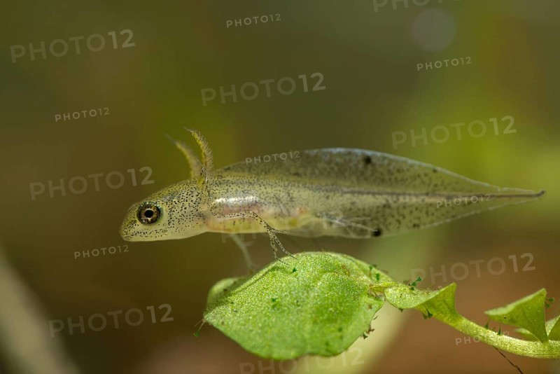 Great Crested Newt, Crested Newt, Northern Crested Newt, Triturus Cristatus, Amphibians, Amphibians, Larva, Larva, Amphibian, Northern Crested Newt, Warty Newt