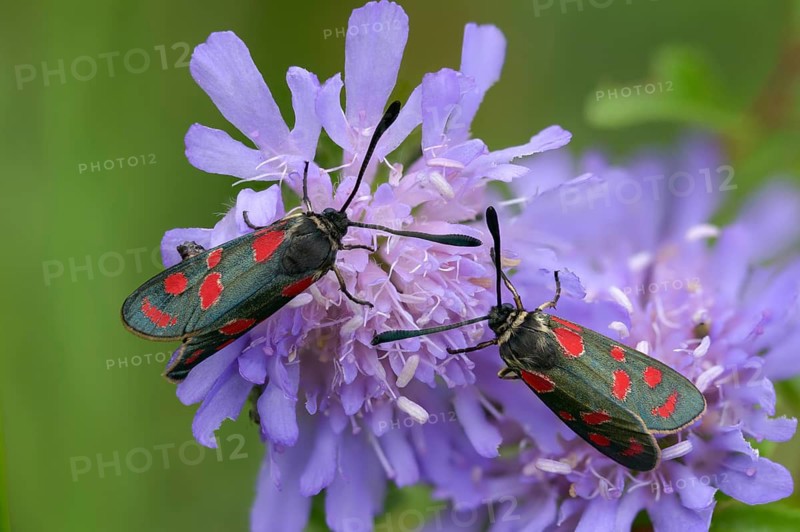 Carniolane burnet, eastern burnet moth, esparset ram, Carniola ram, zygaena carniolica, blood droplets, burnet, butterfly, insects, moths, moths, moths, moths, moths, moths