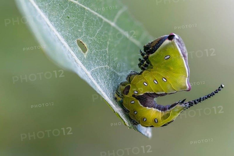 Cerura vinula, fork tail, large fork tail, notodontidae, puss moth, tooth spinner, inchworm, insects, moths, moths, moths, caterpillar, butterflies