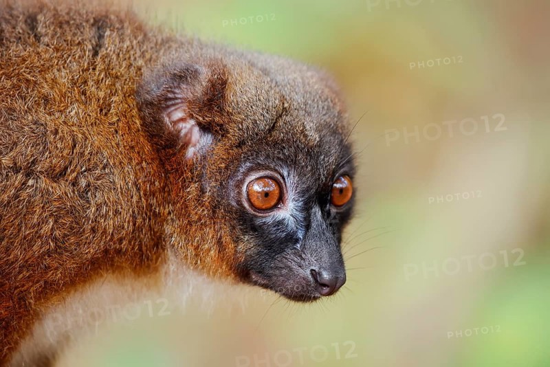 Red-bellied lemur (Eulemur rubriventer), female, portrait, in captivity, found in Madagascar